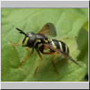 Chrysotoxum arcuatum - Spaete Wespenschwebfliege w01.jpg